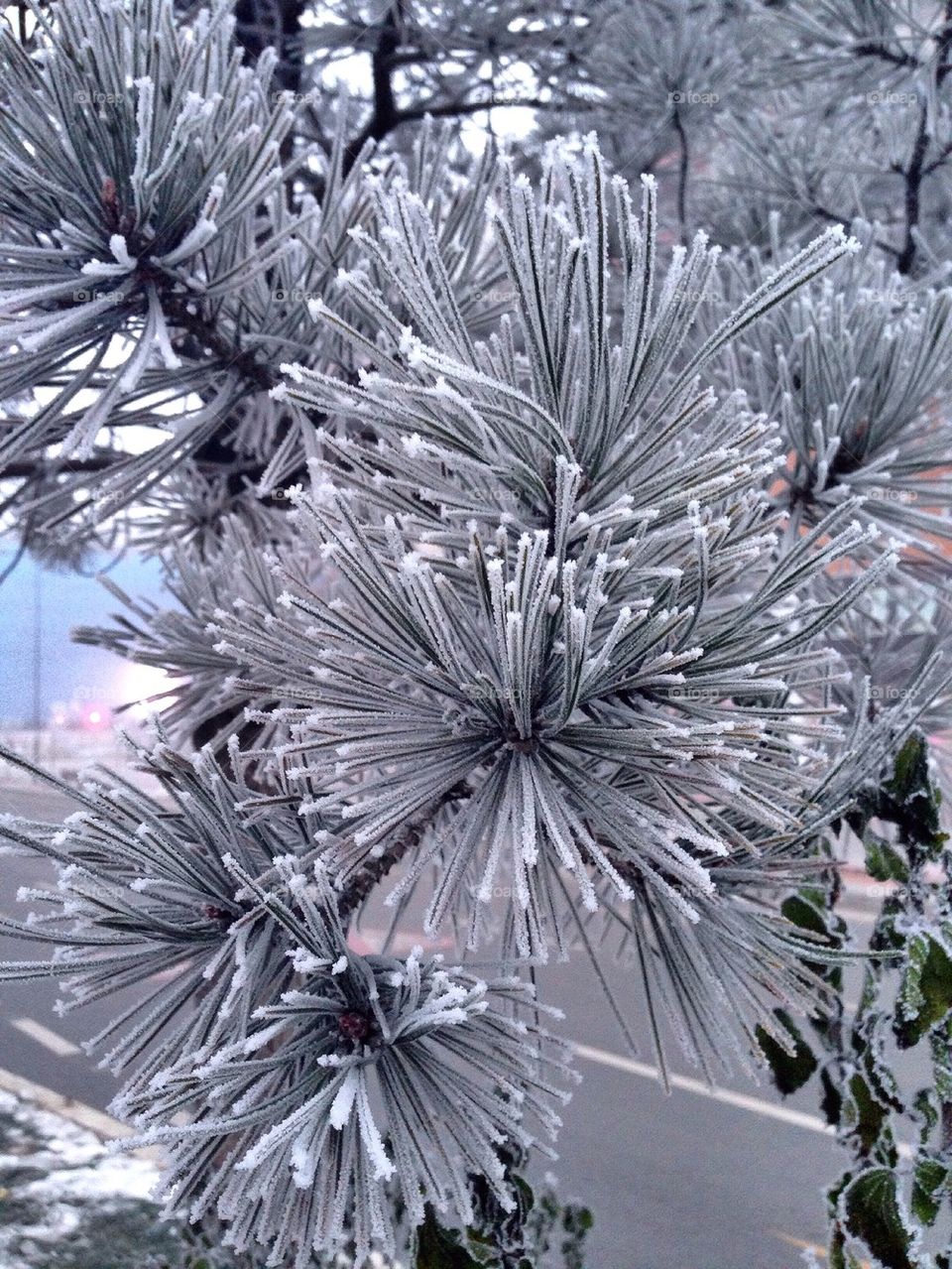 Close-up of plant in snow