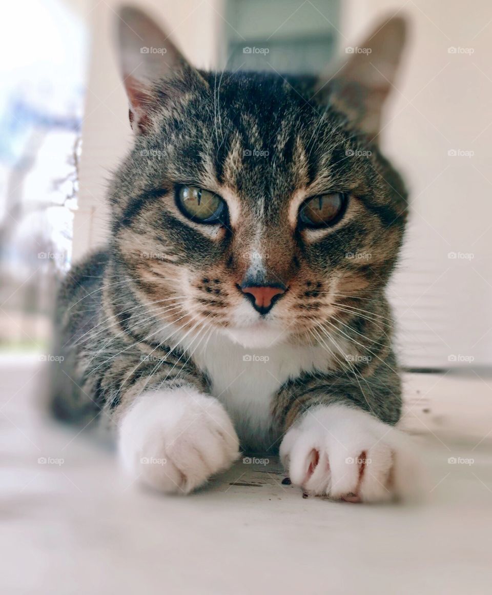 Fun Animals in our daily lives - A grey tabby cat  with head and paws facing camera on white weathered wood surface,, adorable expression, bright misty backlighting, eye-level view