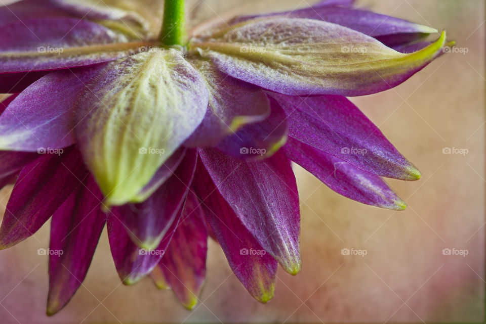 A macro photo of an beautiful purple Aquilegia (Columbine)