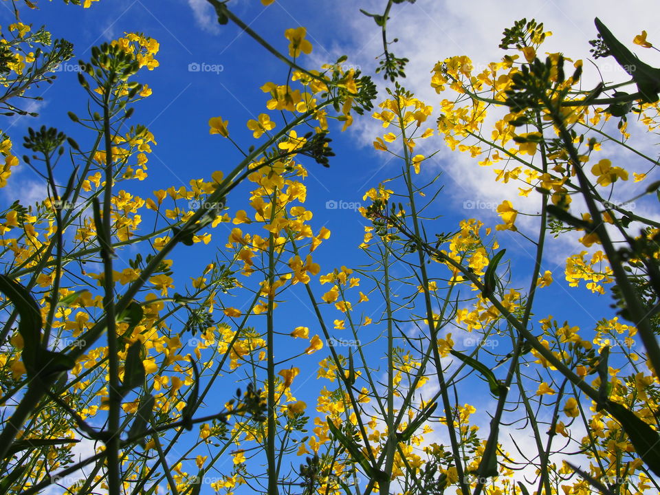 Low angle view of a plant
