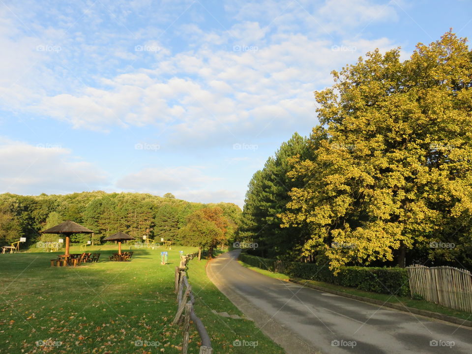 Road and tree canopy