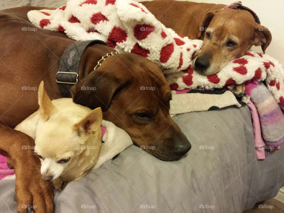 Chihuahuas always find the warmest nook to lay low and zone out