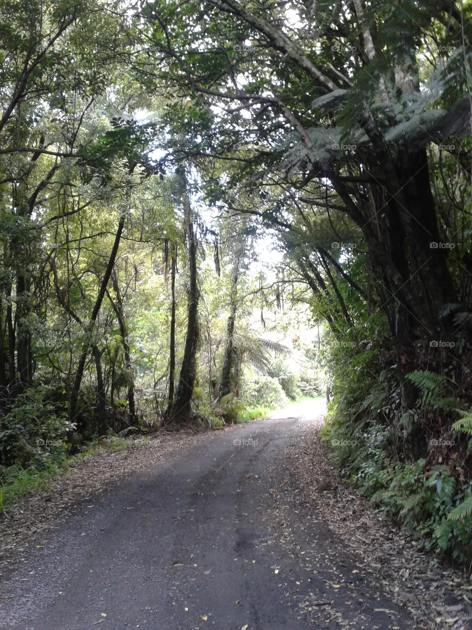 forest