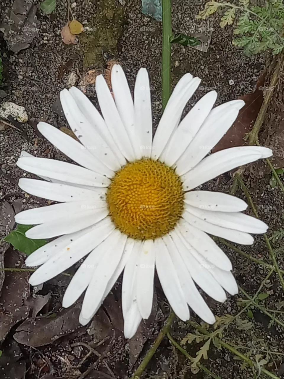 white flowers