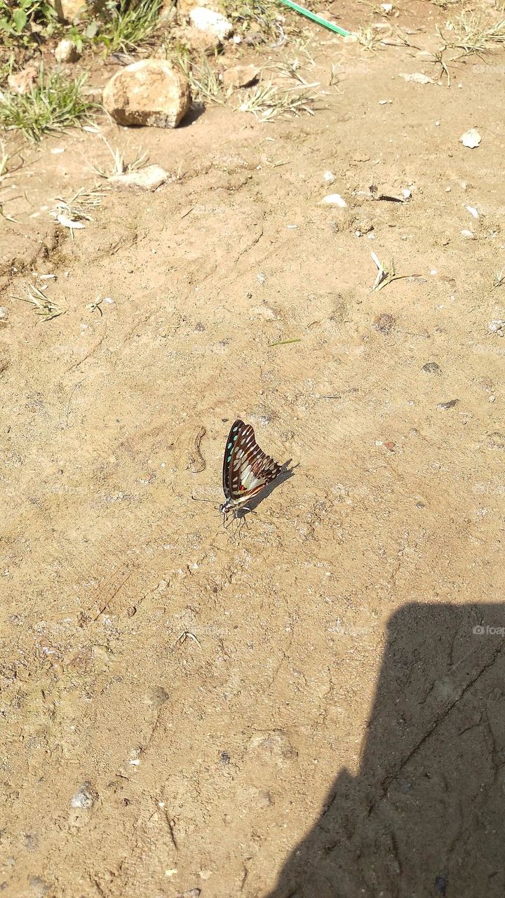 Beautiful butterfly in the sun