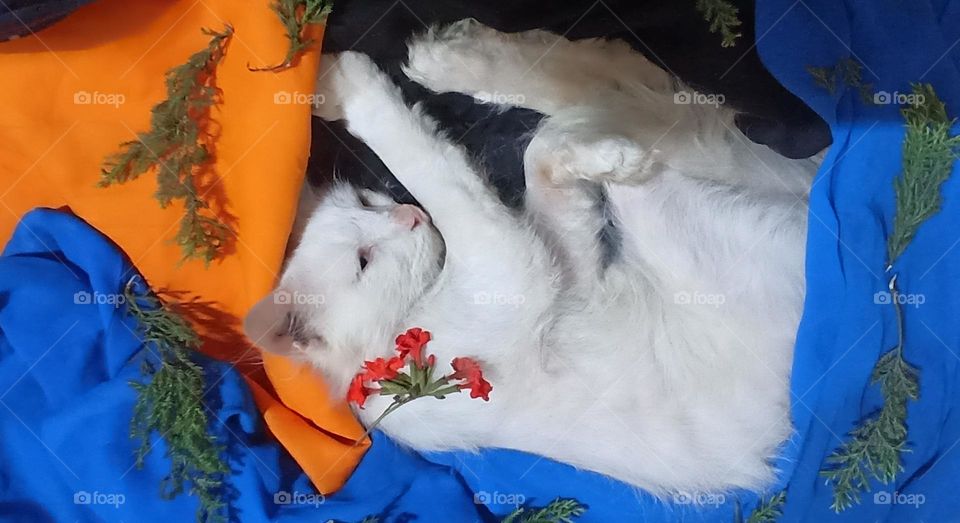 cat puur in the laundry room full of washed clothes. sleeping beauty with furry coat white in color