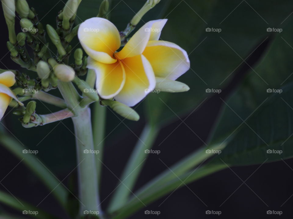 frangipani flower