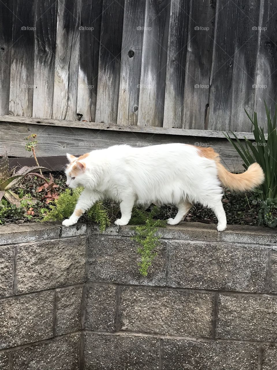 White cat on stone wall