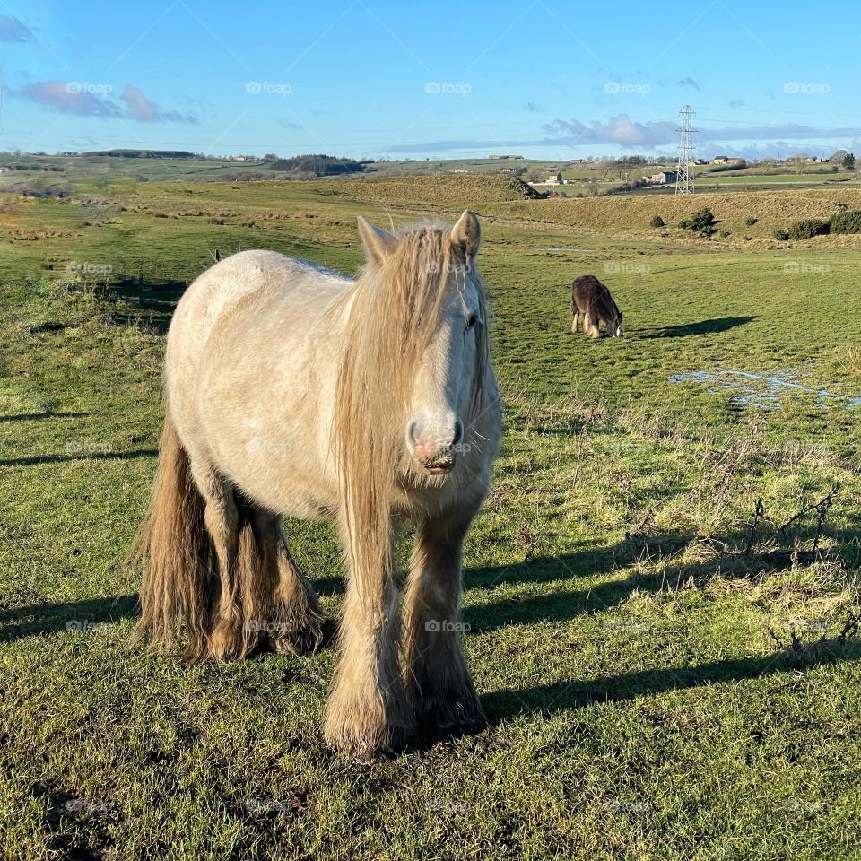 Cockfield fell … white Irish Cob Horse