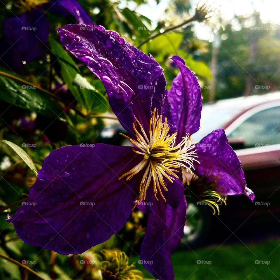 Flower, Nature, Flora, Garden, Summer