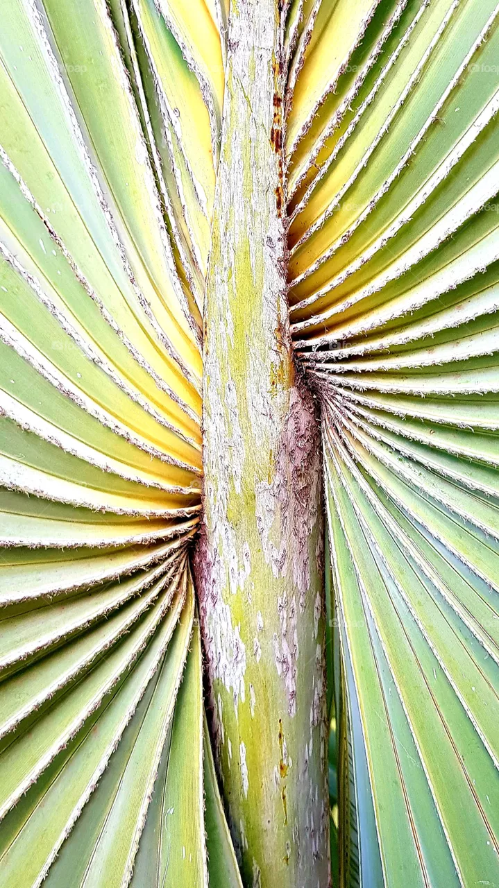 leaf of an ornamental coconut tree