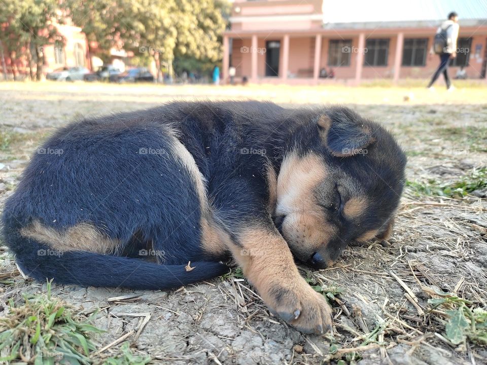 puppy need some rest😴😴😴