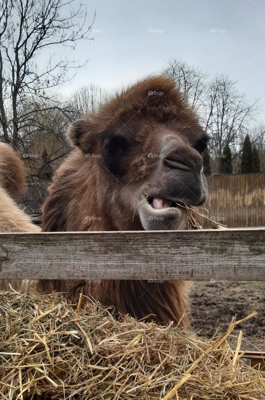 feeding a camel