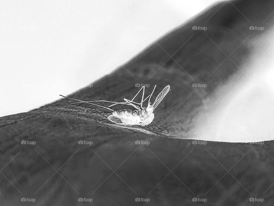 Closeup of a mosquito on a hand in black and white. (Inverted)