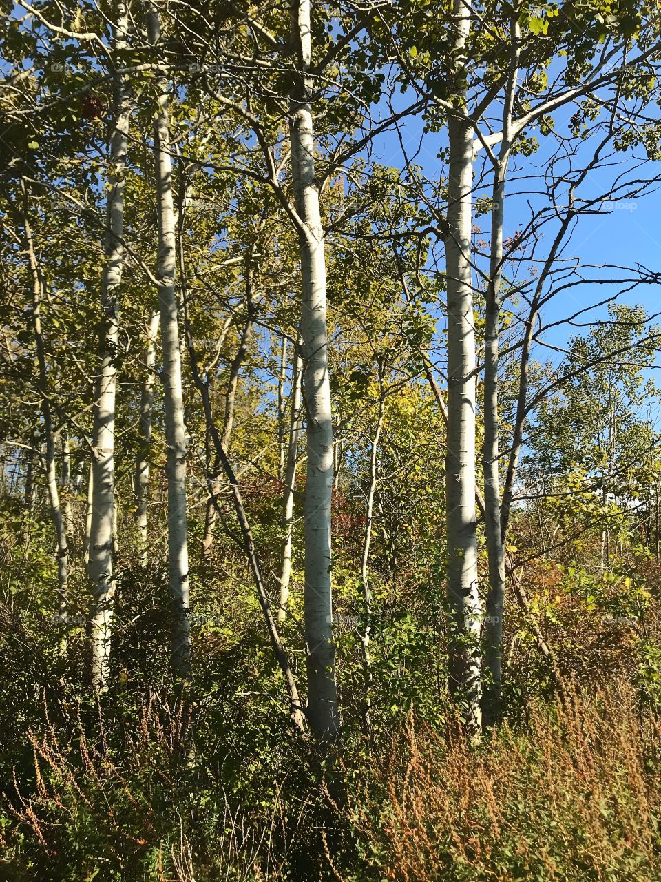 Aspen trees