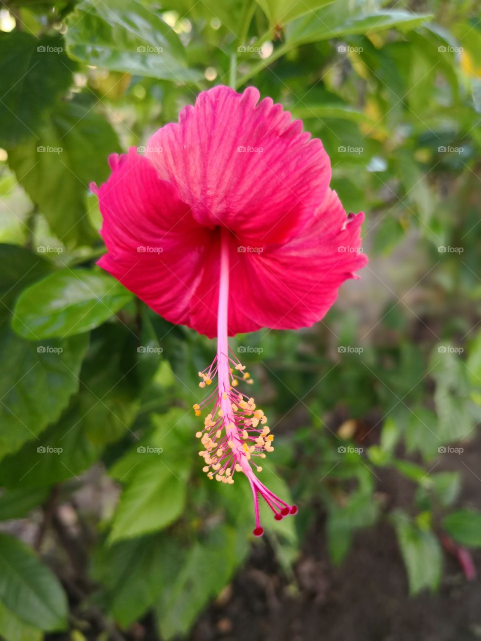 Bunga raya bunga kebangsaan Malaysia