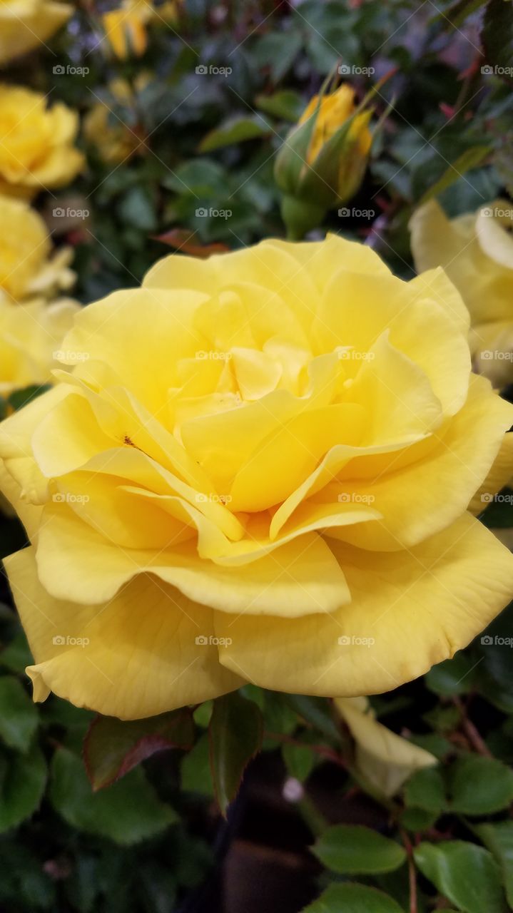 Beautiful yellow rose