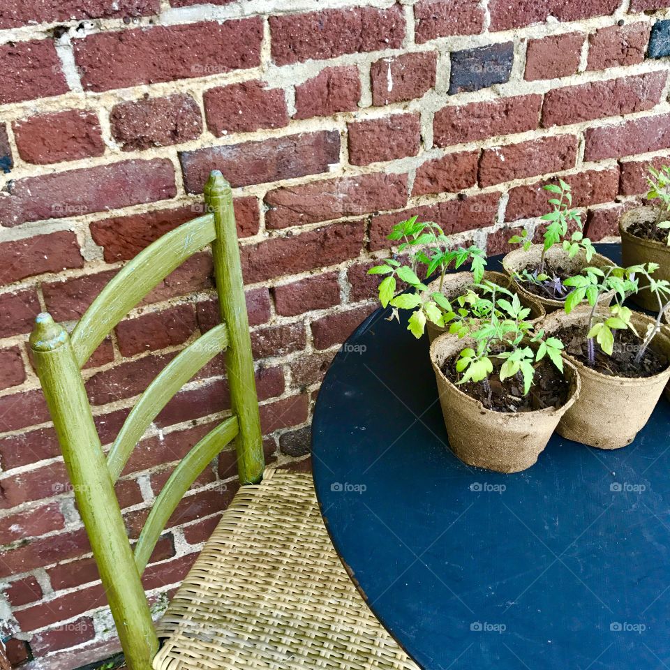 Green Chair & Plants