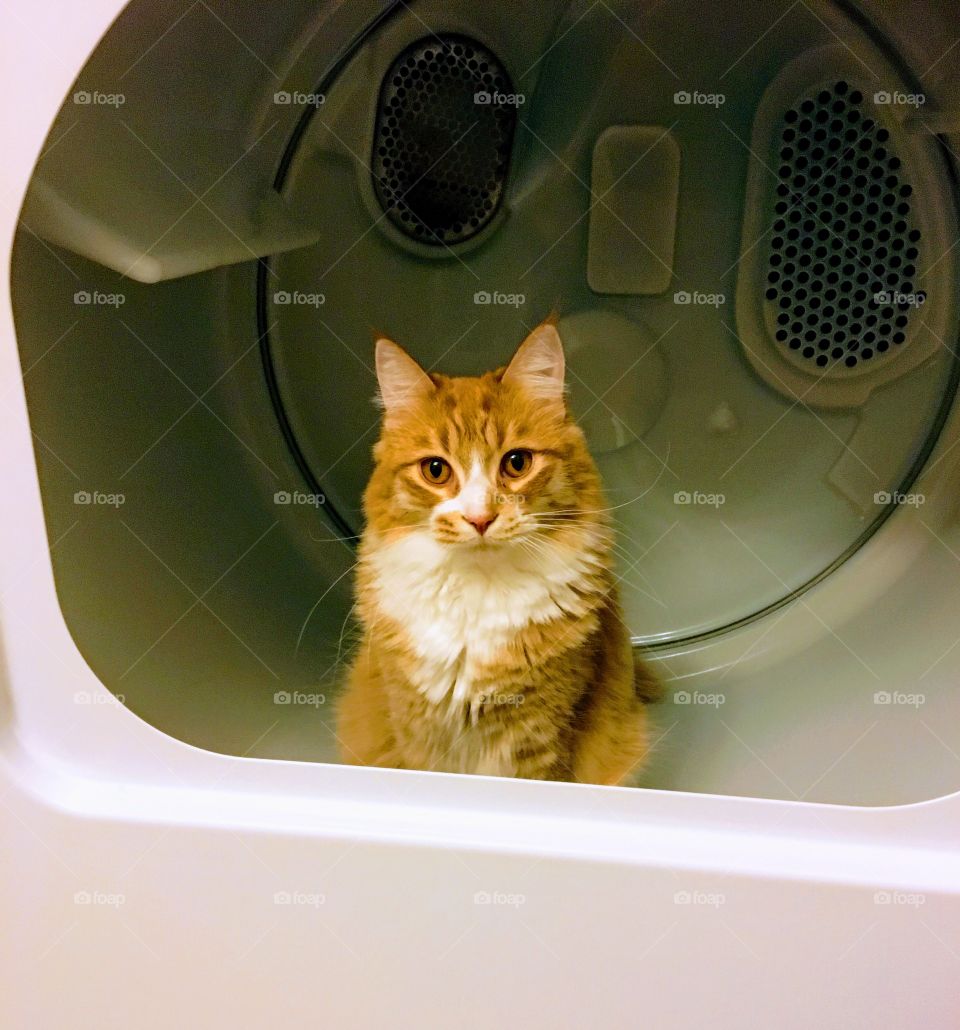 Orange and white male half Maine coon half rag doll cat calmly sitting in an empty dryer 
