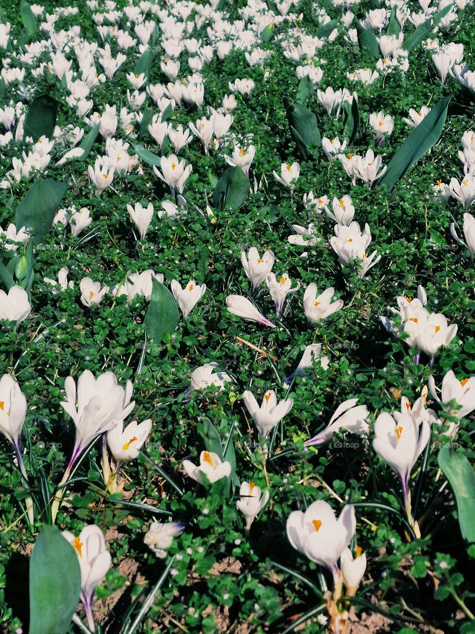 white flowers in the park