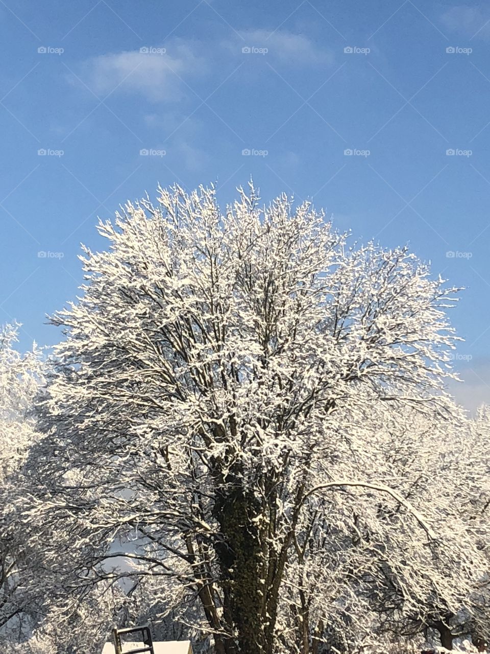 Snow tree