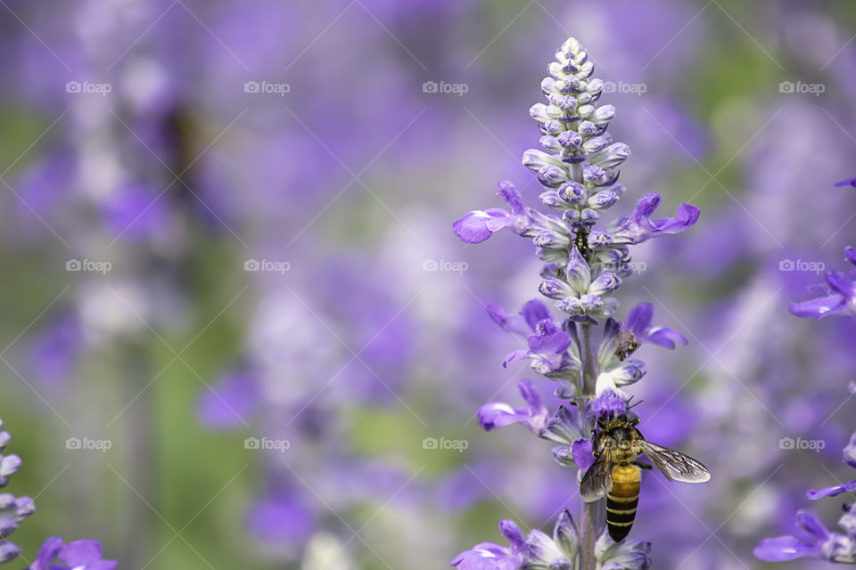 Bee on purple flowers or Lavandula angustifolia in garden