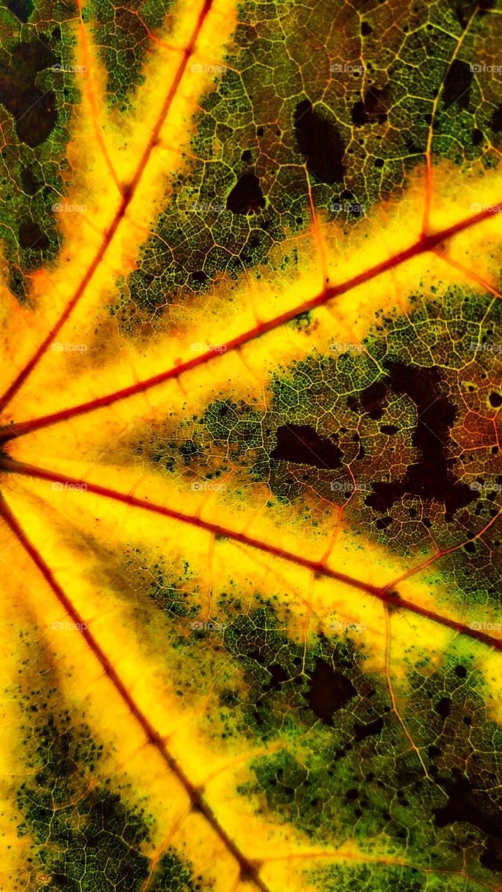 colored leaf veins