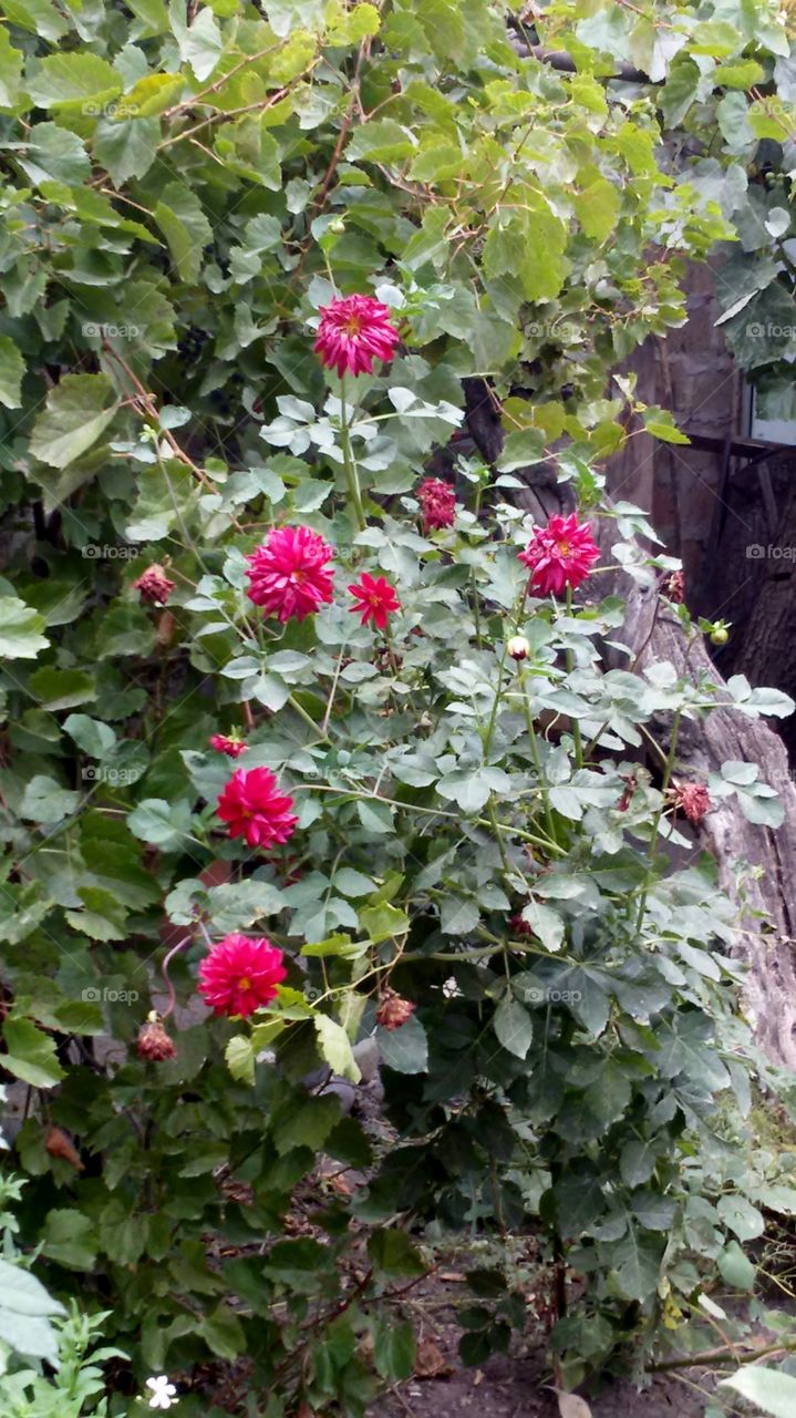 Chrysanthemum garden