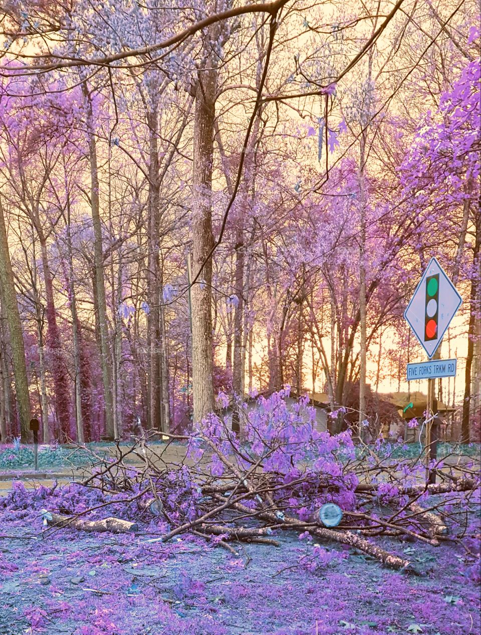 fallen tree purple