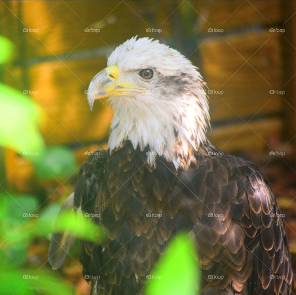 American Bald Eagle 