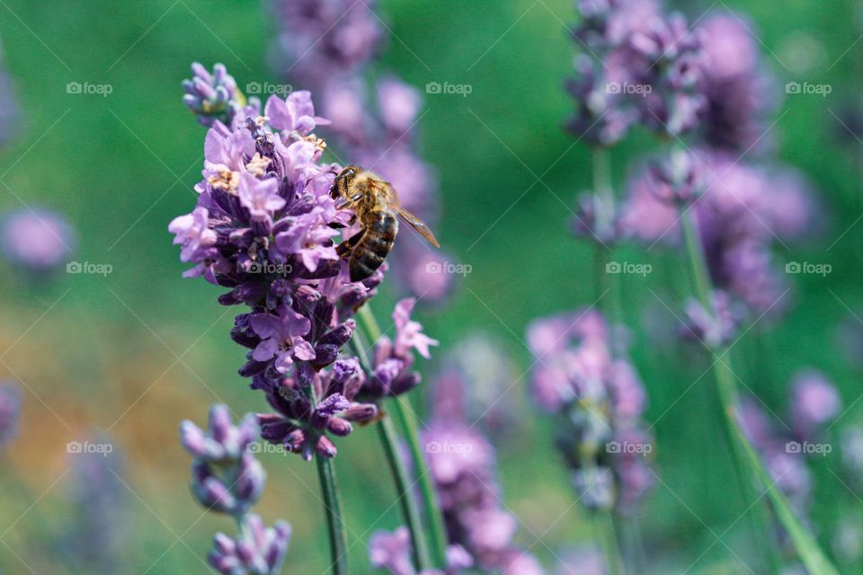 A field of a purple flowers