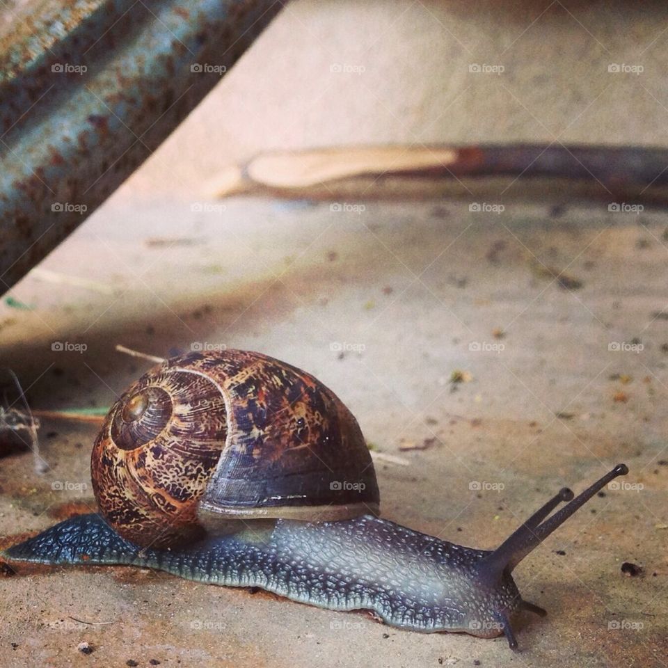 Bub's snail pic