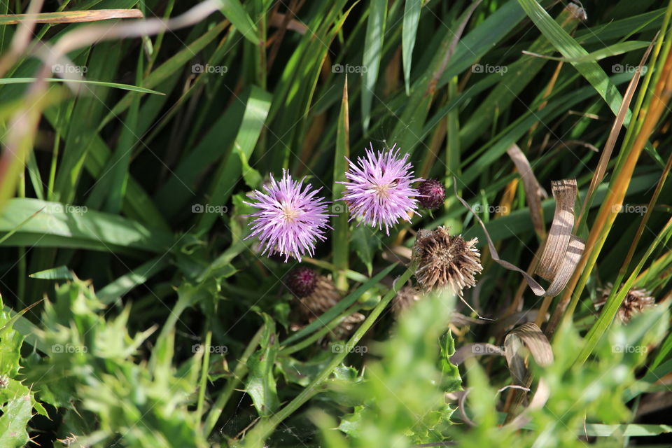 Interesting purple wildflower 