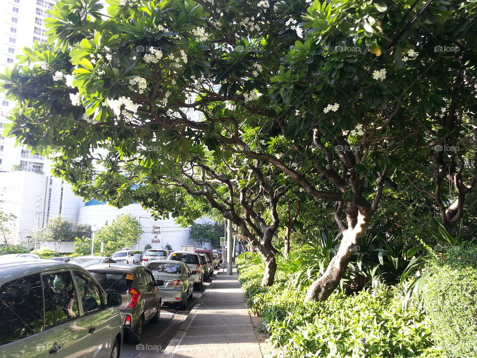 Sidewalk between cars and trees