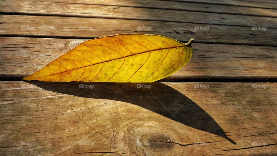 Yellow leaf shadow on deck
