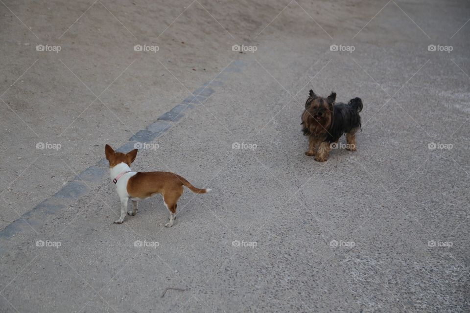 Two cute dogs 