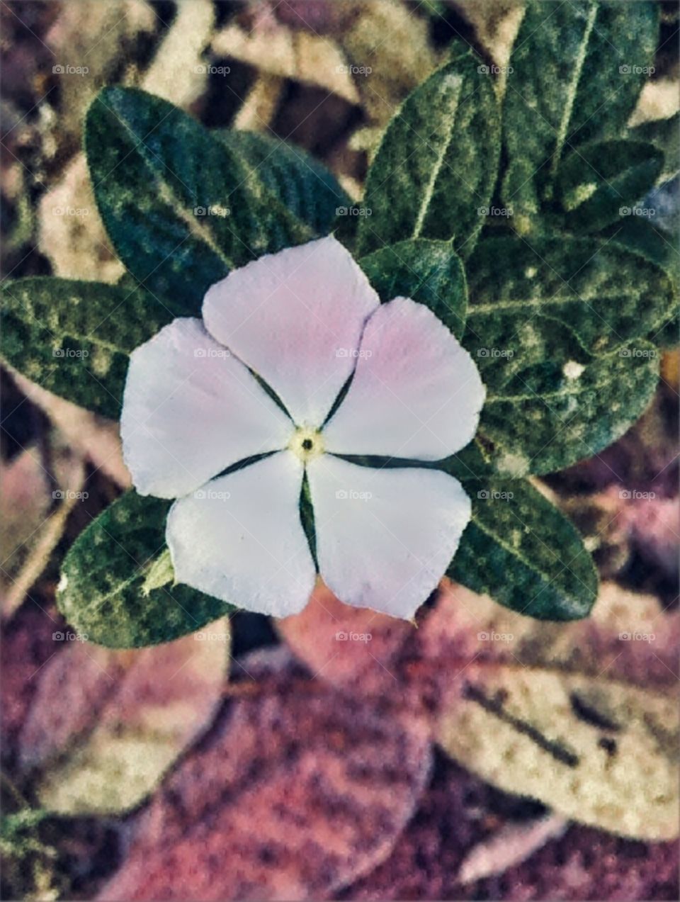 🌼#Flores do nosso #jardim, para alegrar e embelezar nosso dia!
#Jardinagem é nosso #hobby.
🌹
#flowers
#garden
#nature
#flor