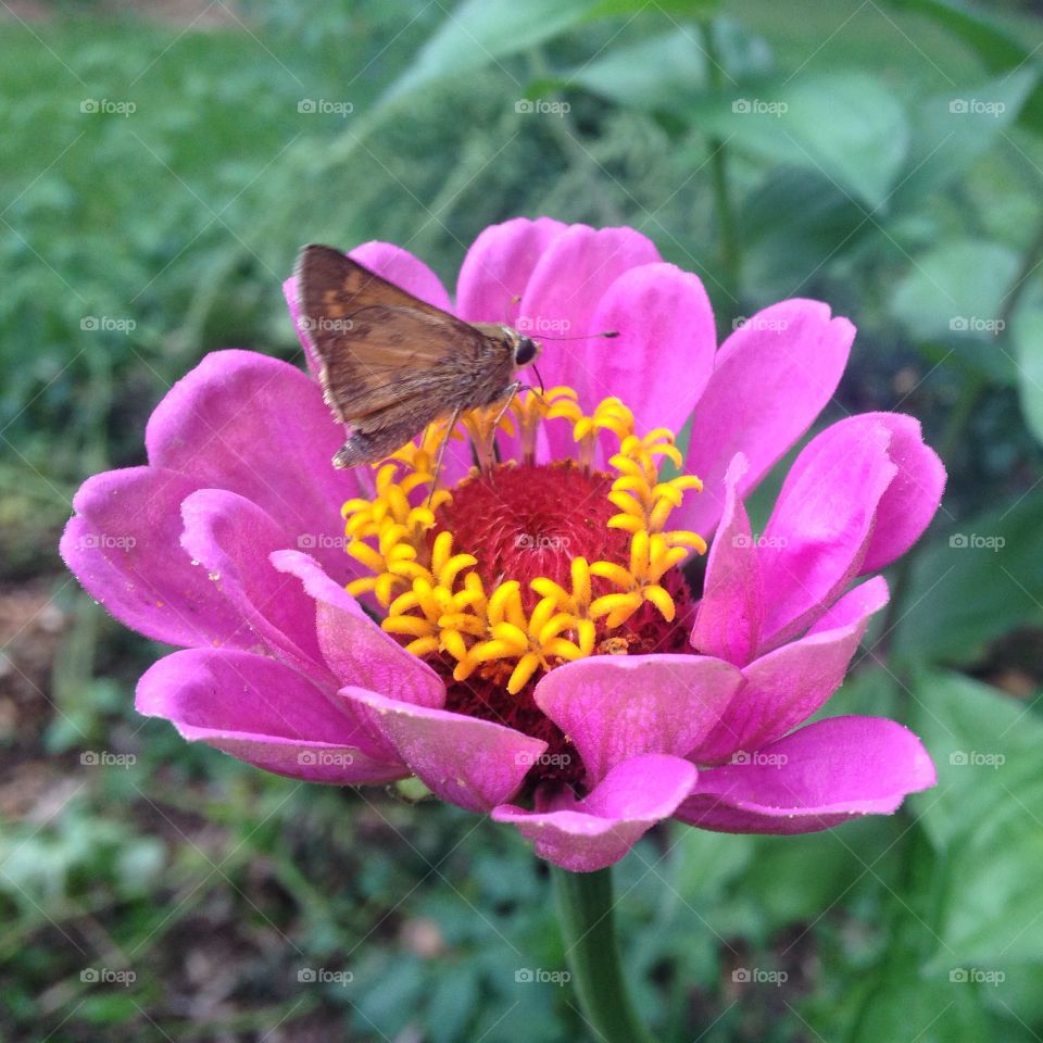 Butterfly . Butterfly on a flower.