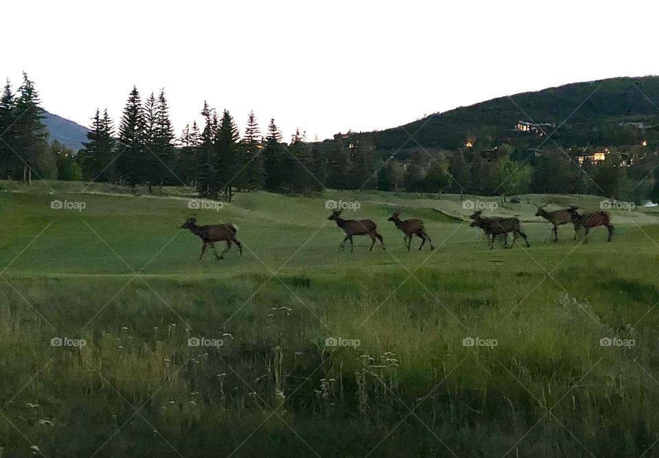 Elk
