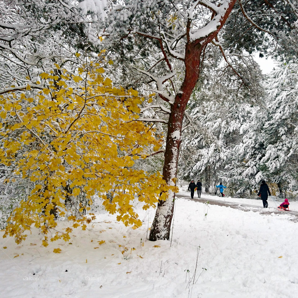 city park in winter
