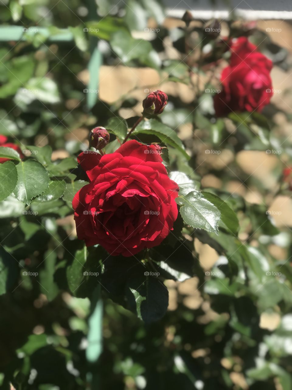 red roses near the house