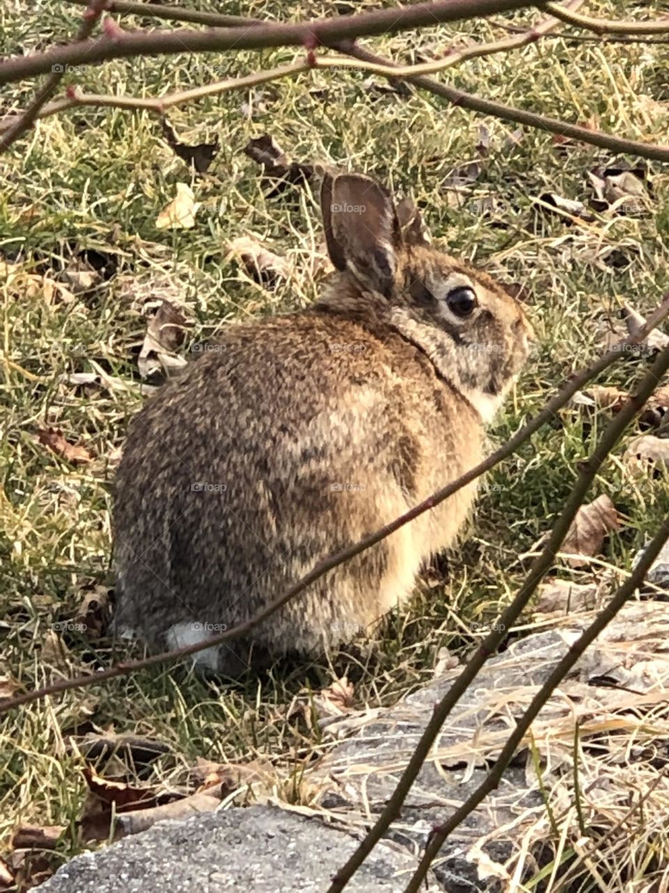 Surprised rabbit in the front yard, wild brown rabbit hiding, curious wild rabbit, watching and waiting wild rabbit, wild rabbit spots a human, year of the rabbit 