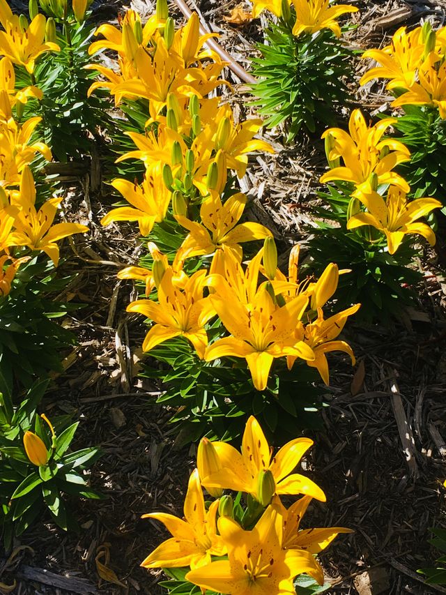 💐💐💐