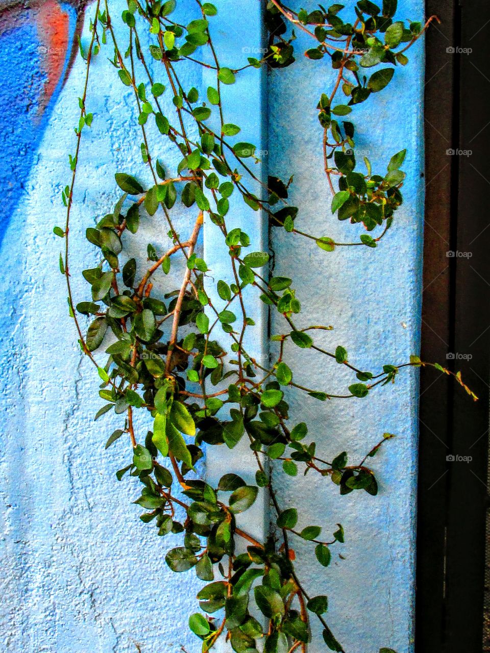 rain gutter ivy growth
