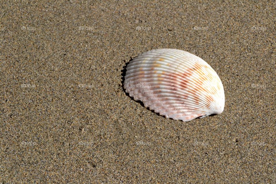 Seashell at the beach