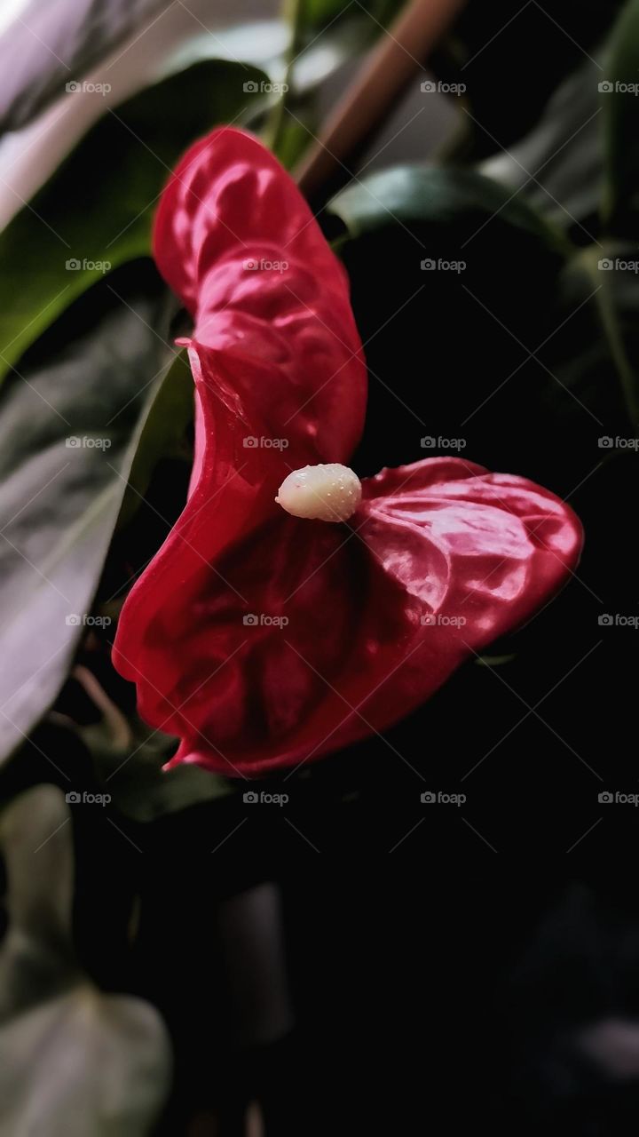 Anthurium andraeanum