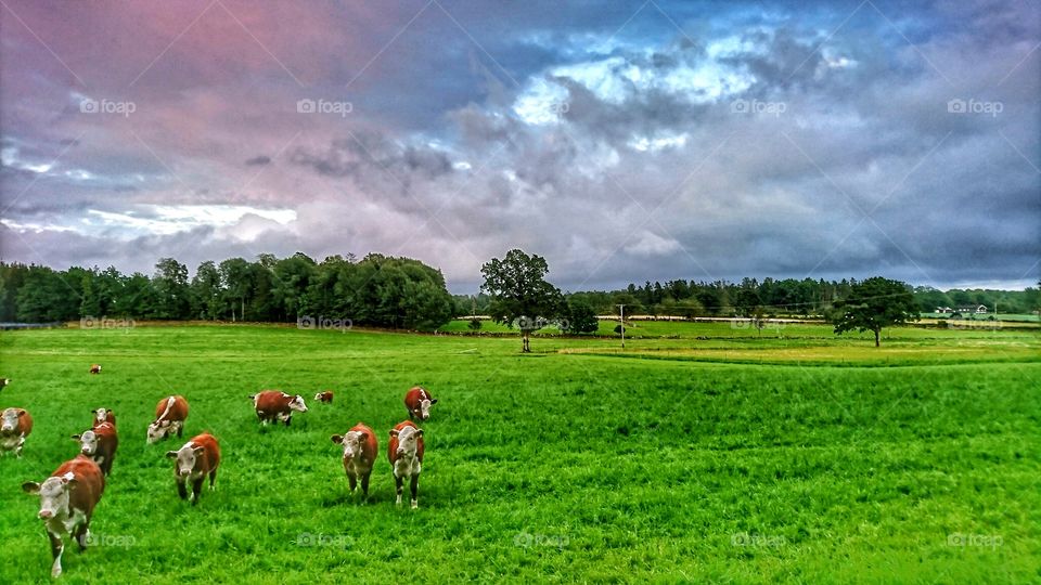 Cow field
