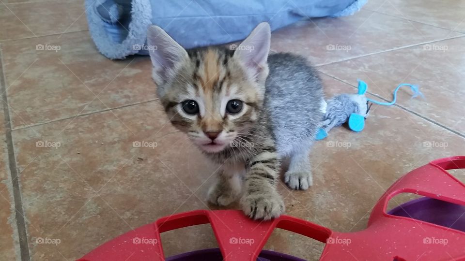 A brown and orange tabby kitten checking out the camera with her paw on a toy