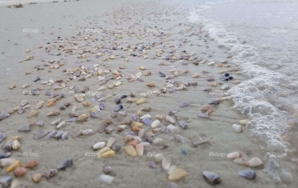 Perry winkles in the surf