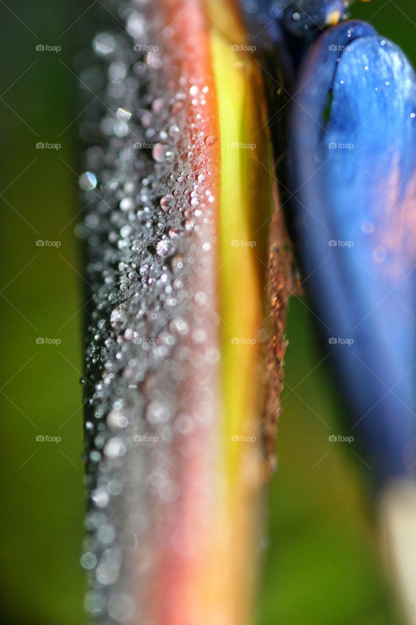 Detail of rain drops on Bird of Paradise